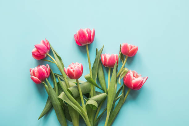 istock Bouquet of red tulip on blue. Top view with copy space. 1135716568