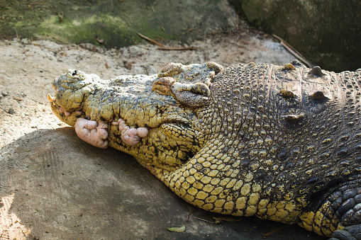 Old alligator head closeup photo. Crocodile sharp teeth and scaled skin. Tropical nature animal. Wild predator in jungle. Dangerous water animal. African crocodile. Big alligator face. Exotic wildlife