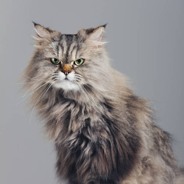 istock Studio portrait of purebred persian cat looking at camera with attitude 1135717020