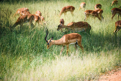 group of impalas in the green grasslands of Zambia