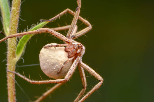 istock Close up Spider's nest,   Cobweb spider. They started making silk to protect their bodies and their eggs. 1135717732
