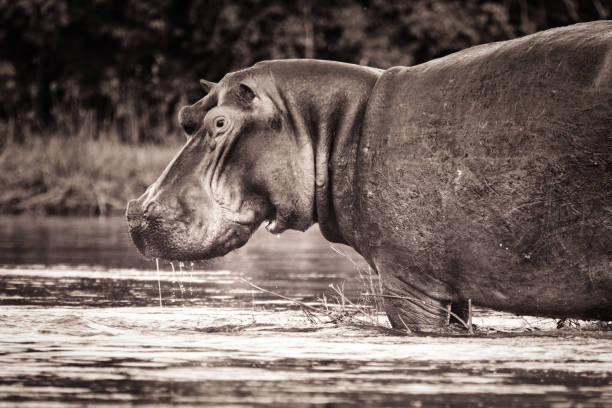 istock hippo in the zambezi river 1135718091
