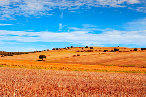 view of a cornfield landscape in the province of Soria, in Spain