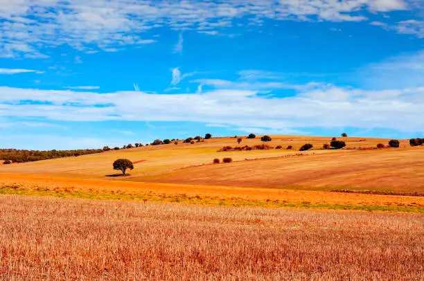view of a cornfield landscape in the province of Soria, in Spain