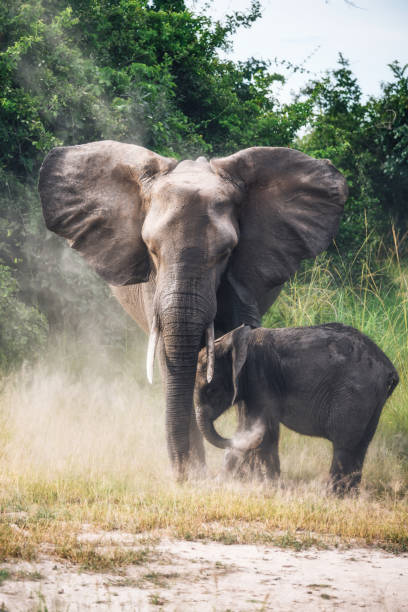 istock mother elephant with child on grassland 1135718331