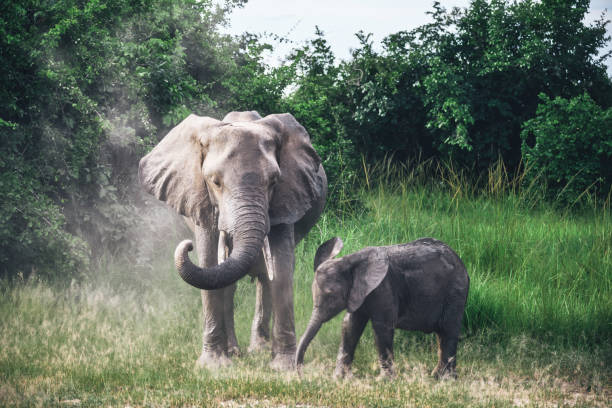 istock mother elephant with child on grassland 1135718405