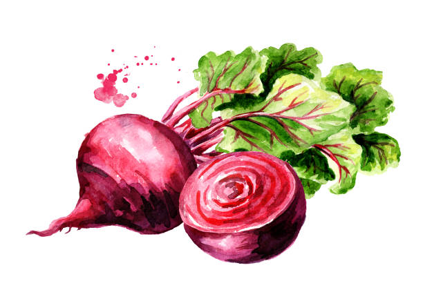 Fresh whole and half Beet root with green leaves. Watercolor hand drawn illustration  isolated on white background Fresh whole and half Beet root with green leaves. Watercolor hand drawn illustration  isolated on white background common beet stock illustrations