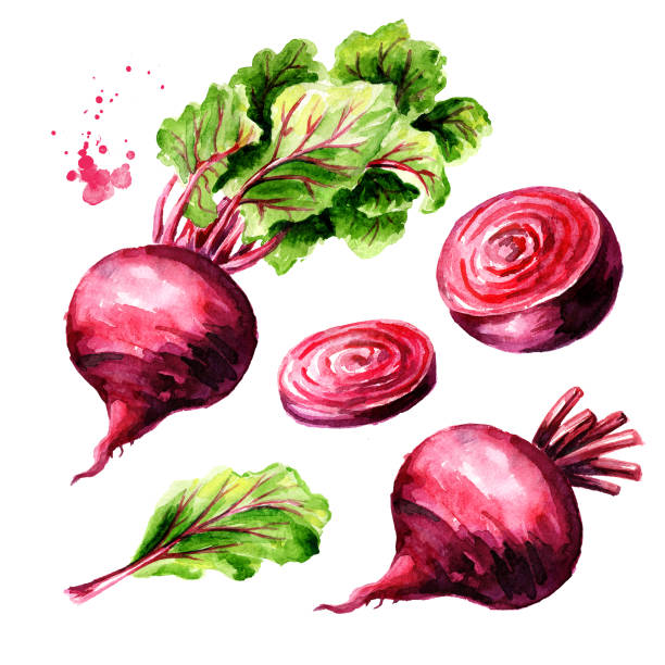 Fresh whole and half Beet root with green leaves and slice set. Watercolor hand drawn illustration  isolated on white background Fresh whole and half Beet root with green leaves and slice set. Watercolor hand drawn illustration  isolated on white background common beet stock illustrations