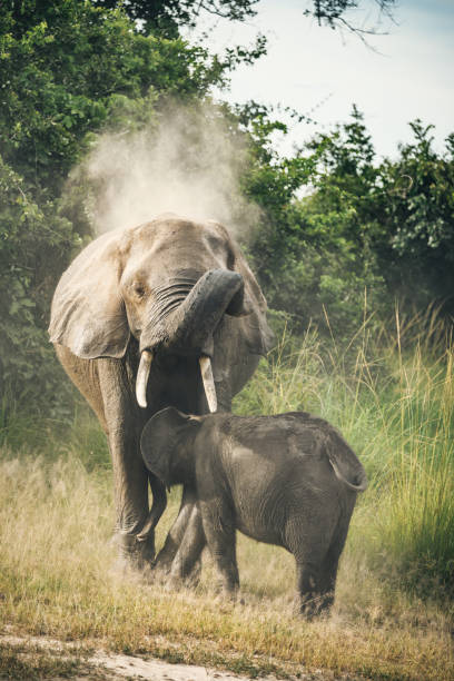 istock mother elephant with child on grassland 1135718526