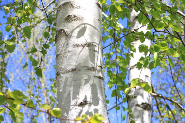 istock Young birch with black and white birch bark in spring 1135720297