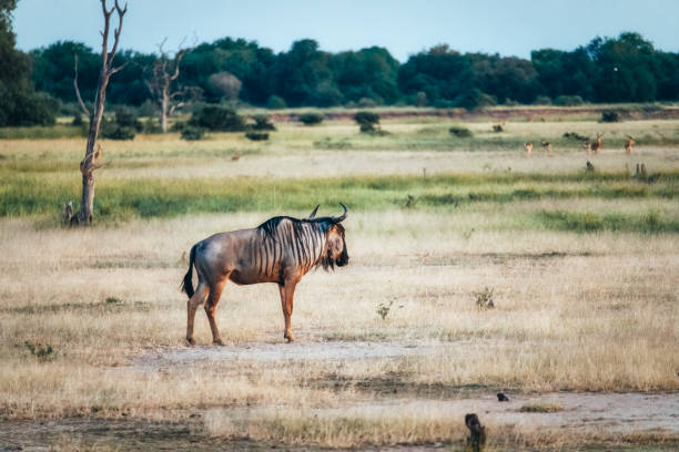 single wildebeest standing in the zambian grassland