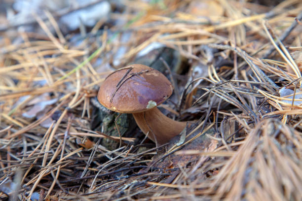wilde essbare bucht bolete bekannt als imleria badia oder boletus badius pilze, die in kiefernwald wachsen. - boletus badius stock-fotos und bilder