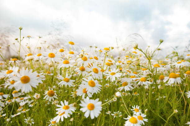istock Bright field of daisies on a Sunny day. 1135723475