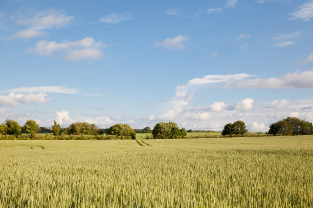 istock Landscape with wheat field and trees. 1135723489