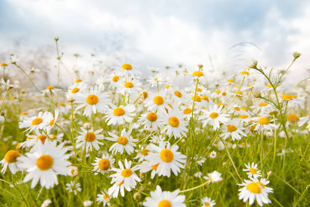 istock Bright field of daisies on a Sunny day. 1135723493