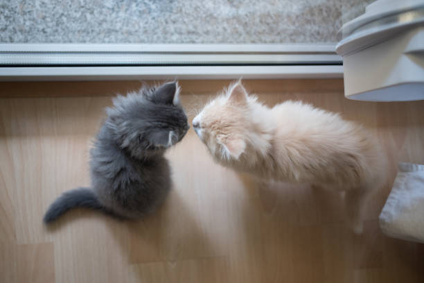 istock two kittens in front of window 1135725127