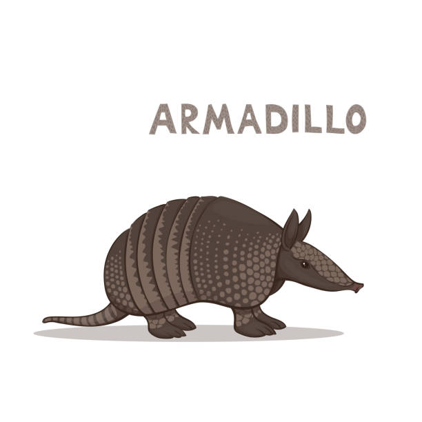 A cartoon armadillo, isolated on a white background. Animal alphabet. Vector illustration, a cartoon armadillo, isolated on a white background. Animal alphabet. armadillo stock illustrations