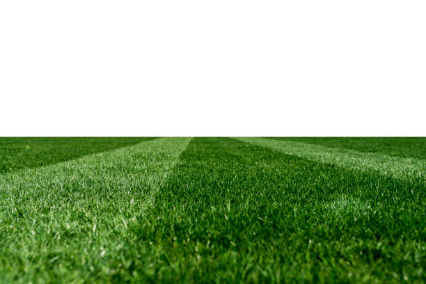 istock Blades of Green Grass Isolated on a white background 1135726486