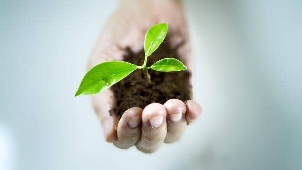 istock Close-Up Of Hand Holding Seedling 1135728050