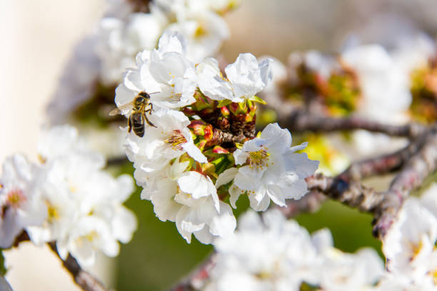 istock Closeup of a bee pollinating a cherry flower 1135728581