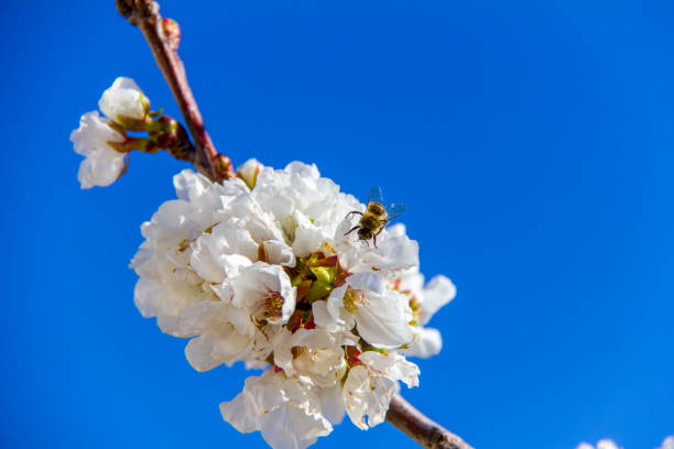 istock Closeup of a cherry flower and a bee pollinating it 1135728589