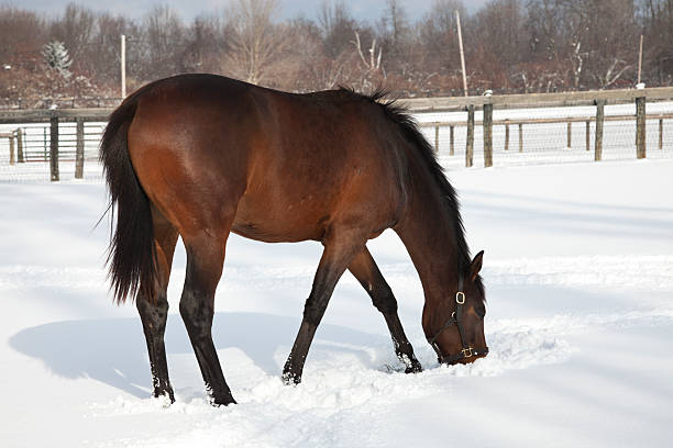 Headshot of a Horse in the Winter time