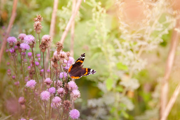 istock Beautiful butterfly on a flower. 1135732620