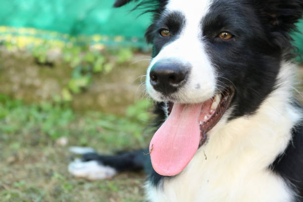 istock Young border collie with tongue out 1135733069