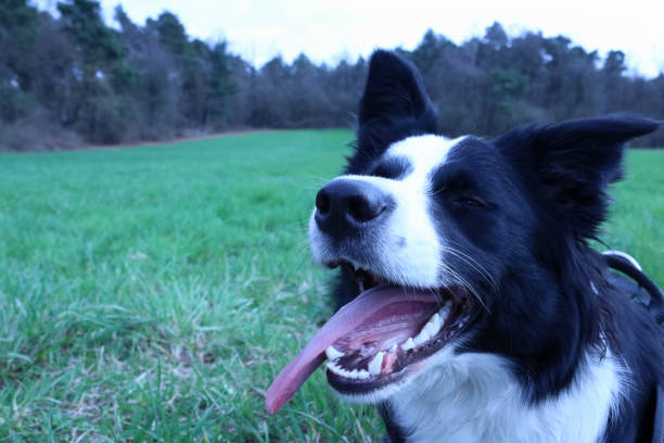 istock Young border collie with tongue out 1135736815