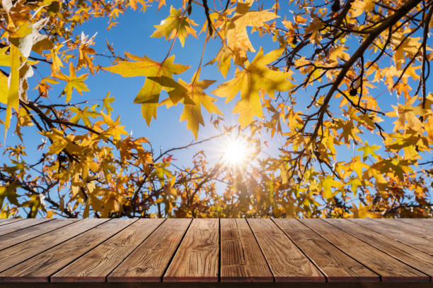 istock wood shelf for product on yellow maple leaf in Autumn view 1135736826