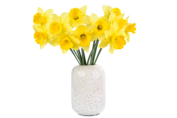 istock bouquet of yellow Daffodils isolated on white background 1135738991