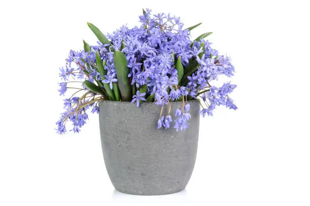Fresh bluebell flowers bunch isolated on white background