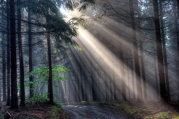 istock God beams - coniferous forest in fog 113573968