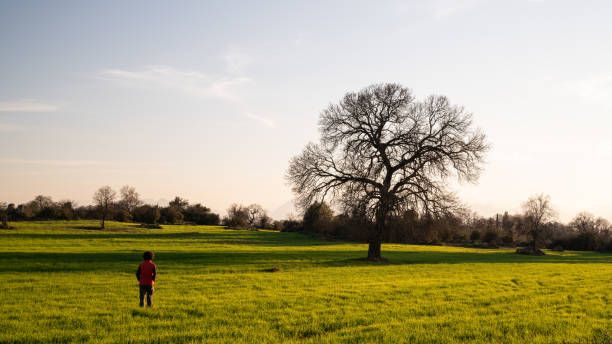 istock Single Large Oak Tree In Cultivated Wheat Field During Springtime 1135741681