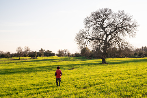 Large oak tree with green leaves in cultivated wheat field during springtime. A man wearing a red coat is seen in frame. Shot under bright daylight with a medium format camera.