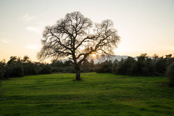 istock Single Large Oak Tree In Cultivated Wheat Field During Springtime 1135742535