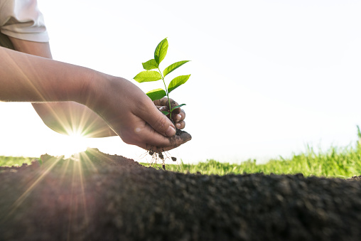 female hands planting young  tree