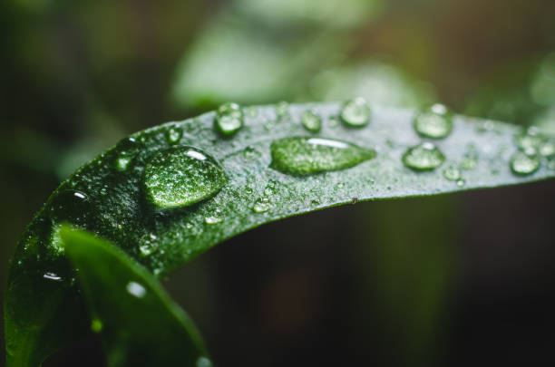 istock Pepper seedlings with water droplets on the leaves 1135743385