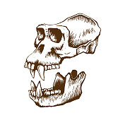 istock Garrile monkey skull 1135744049