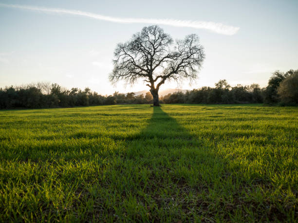 istock Single Large Oak Tree In Cultivated Wheat Field During Springtime 1135745122