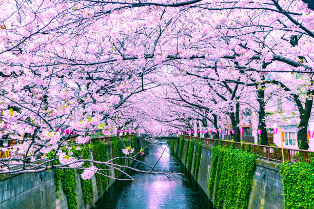 istock Beautiful Sakura or cherry blossoms spring Meguro River in Tokyo Japan 1135746020