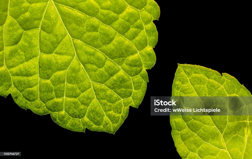 peppermint leafs closeup background with copy space isolated on black, healthy herb detail Backgrounds Stock Photo