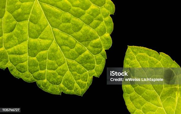 Peppermint Leafs Closeup Background With Copy Space Isolated On Black Stock Photo - Download Image Now
