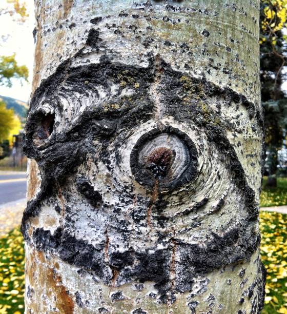 istock Close up of knot in aspen tree 1135747252