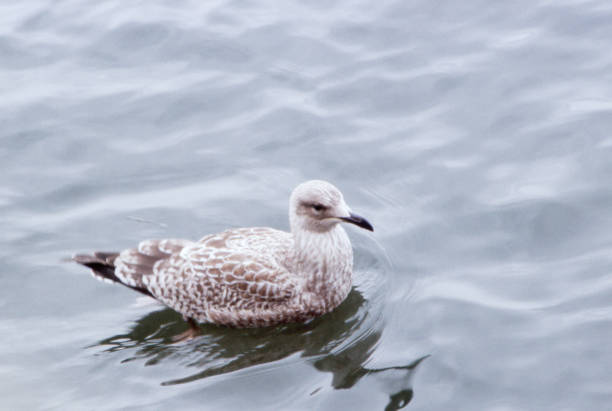 L 54-60cm, WS 123-148cm.\nA widespread and common species of N Europe. Frequently abundant on and near coasts, but seen inland, too, feeding on fields, rubbish dumps, etc.\nRoosts on harbour piers or secluded islands; flights to these at height, often in formation. Frequently soars high up in high-pressure weather, often in large parties.\nNests, mainly colonially but at times in single pairs, on coastal islands, cliffs or at lakes.\nOmnivorous, taking fish, crustaceans, earthworms, offal and road kill, eggs and young of other birds, etc.\n\nThis Picture is made during a short Stay on the Isle of Texel.