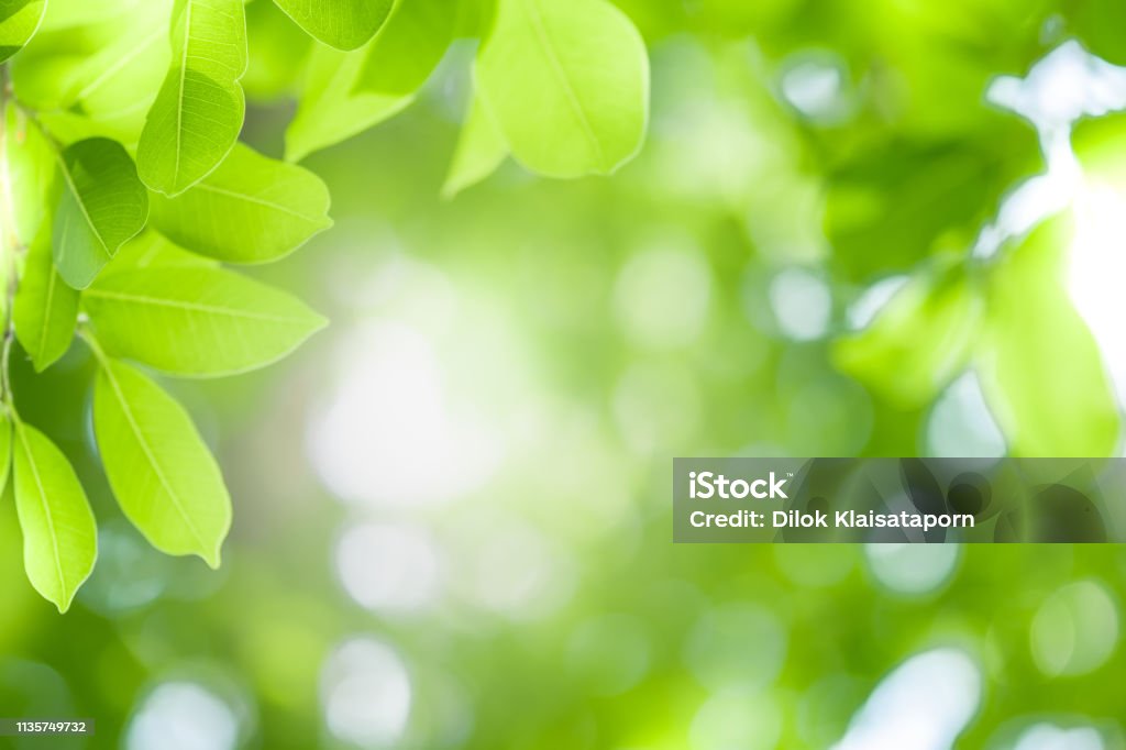 Cerca de la hermosa vista de la naturaleza hojas verdes en el fondo de vegetación borrosa árbol con la luz del sol en el parque público jardín. Es ecología del paisaje y espacio de la copia para el papel pintado y telón de fondo. - Foto de stock de Hoja libre de derechos