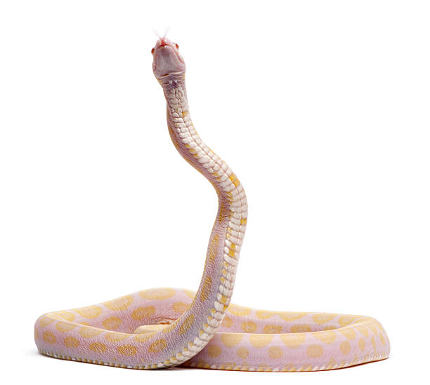 istock Scaleless Corn Snake, Pantherophis Guttatus, white background. 113575131