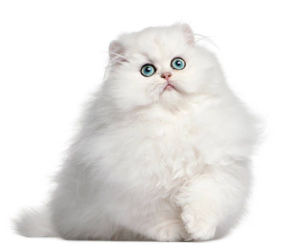 istock front view of Persian kitten, 4 months old, white background. 113575135