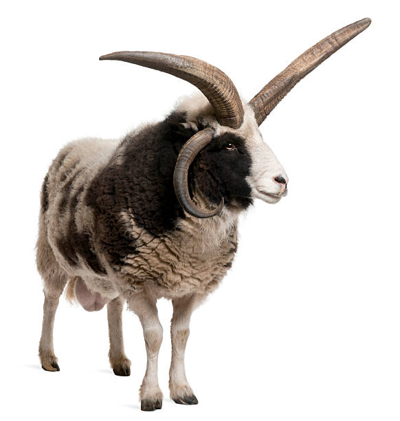 istock Side view of Multi-horned Jacob Ram, Ovis aries, white background. 113575140