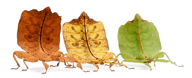 istock Front view of Phyllium Westwoodii, three leaf insects, white background. 113575141